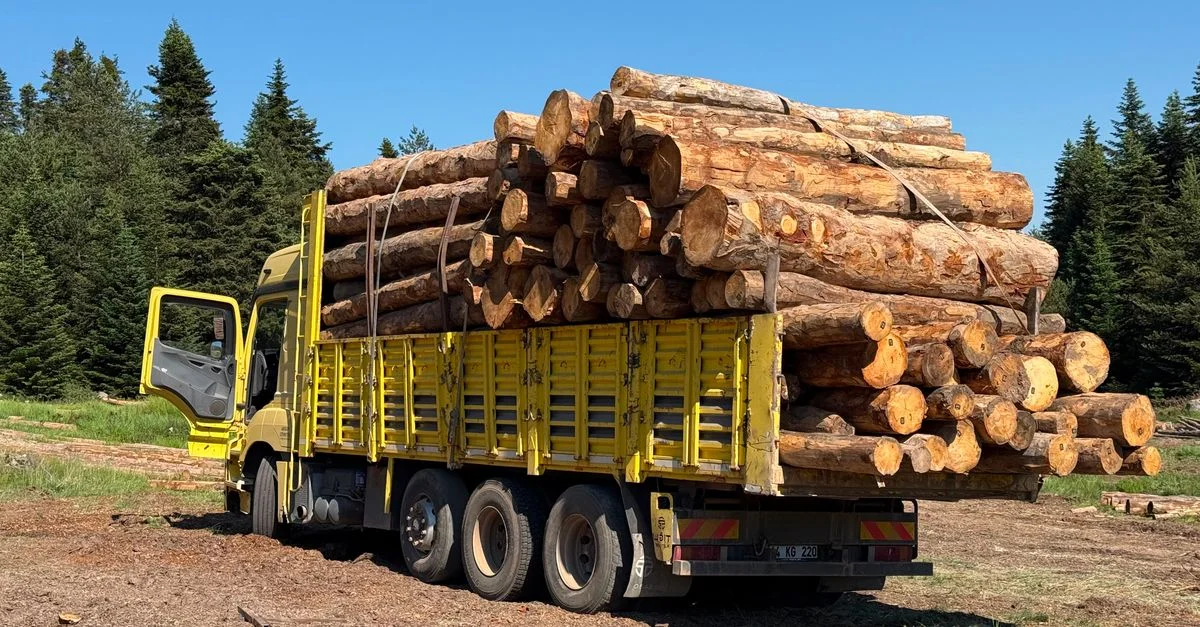 Camion jaune chargé de grumes dans une forêt par une journée ensoleillée.