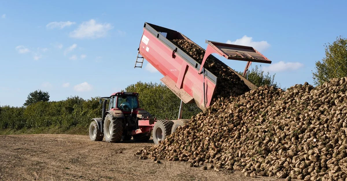 Un tracteur décharge des betteraves dans un champ agricole pendant la saison des récoltes à Lütau, en Allemagne.